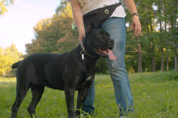 Gran perro negro y su dueño en el parque —  Fotos de Stock