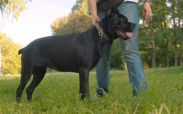 Большая черная собака и ее хозяин в парке — стоковое фото