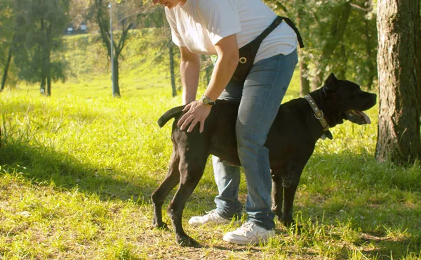 Ritratto di cane pugile nero — Foto Stock