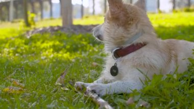 Çimenlerin üzerinde yatan bir corgi köpeğinin güzel yüzü