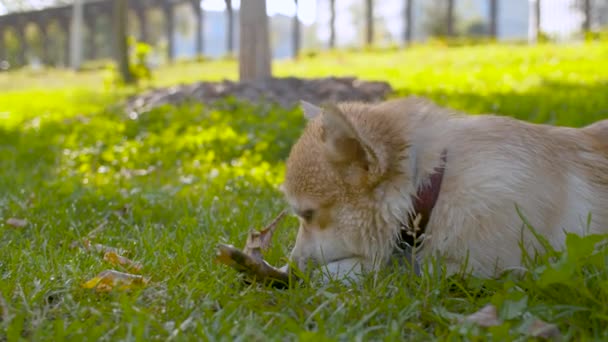 Bir corgi köpek yüzü bir sopa nibbles — Stok video