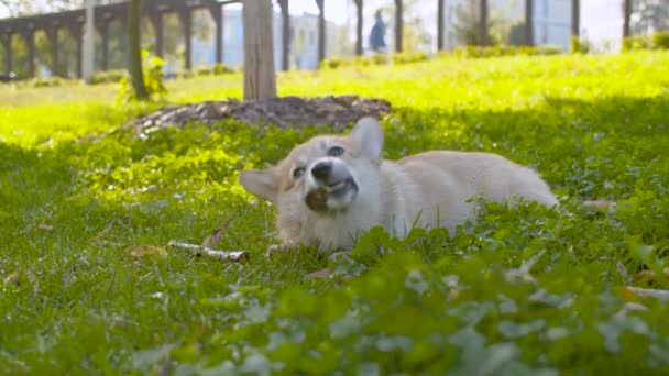 Komik genç corgi köpek bir sopa nibbles — Stok video