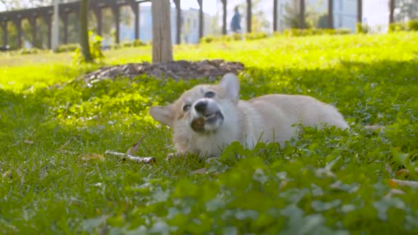 Drôle jeune corgi chien grignote un bâton — Video