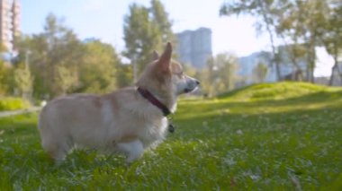 Çimenlikte yürüyen güzel corgi köpeği