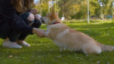 Corgi ve sahibi çimenlerin üzerinde