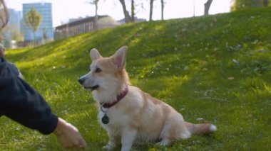 Corgi ve sahibi çimenlerin üzerinde