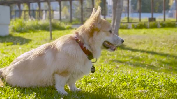 Joli chien corgi assis sur l'herbe 
