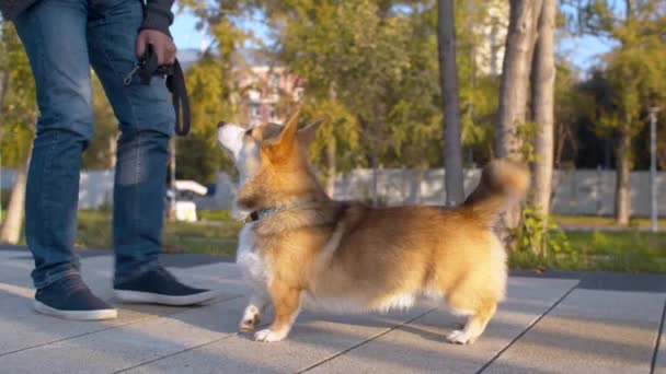 O homem e o cão corgi no parque — Vídeo de Stock