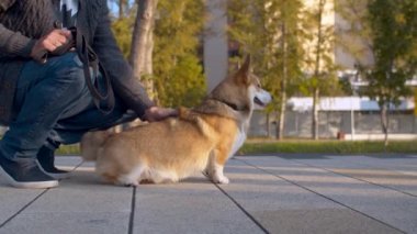 Parkta adam ve corgi köpek