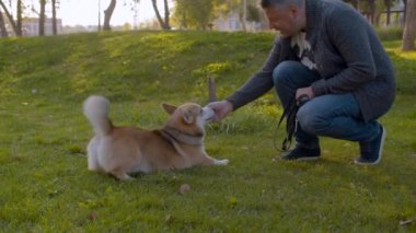 Çimenlikteki adam ve corgi köpeği.