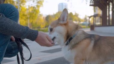 Corgi köpek okşayarak bir adamın elleri