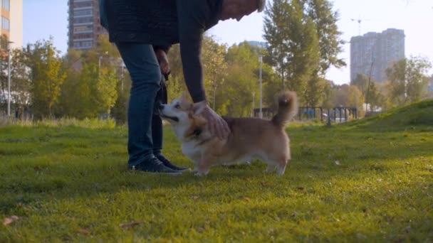 Mannen och Corgi hunden på gräsmattan — Stockvideo