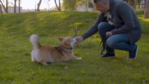 Mannen och Corgi hunden på gräsmattan — Stockvideo