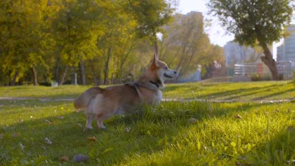 Joli chien corgi marchant sur une pelouse 