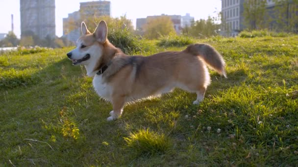 Красивая корги собака стоит на газоне — стоковое видео