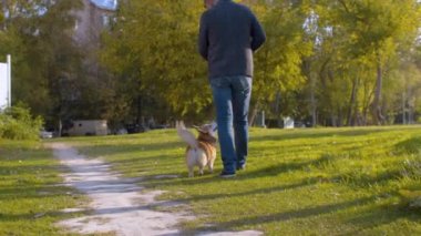 Corgi köpeğiyle yürüyen adam.