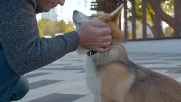 Руки человека, гладящего собаку корги — стоковое видео
