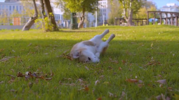 Молодая корги-собака играет на лужайке — стоковое видео