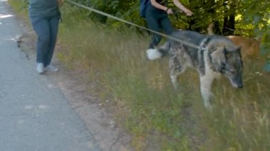 Yolda yürüyen tasmalar üzerinde köpekler