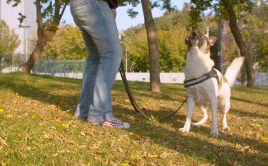 Parkta köpekle oynayan adam.