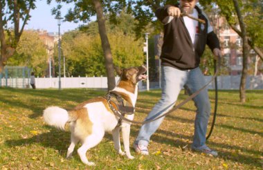 Parkta köpekle oynayan adam.