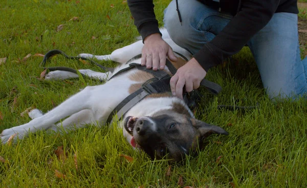 Hombre de mediana edad con el perro en el parque —  Fotos de Stock