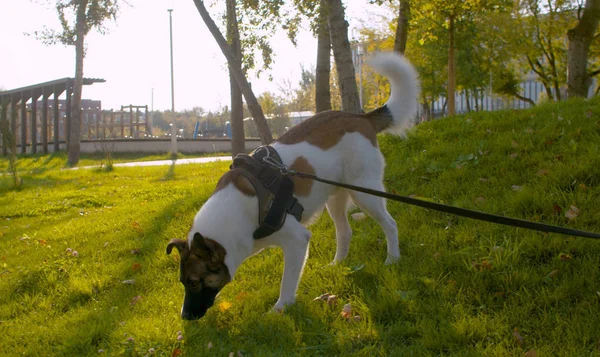 Cão andando sobre uma trela no parque — Fotografia de Stock