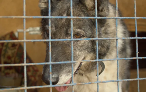 Sad dog in a cage at a animal shelter