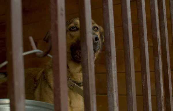 Smutný pes v kleci v útulku pro zvířata — Stock fotografie