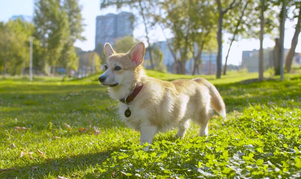 Hermoso perro corgi de pie sobre una hierba —  Fotos de Stock