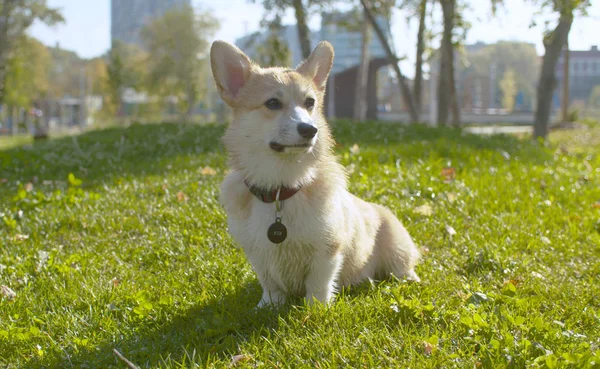 Хорошая собака корги, сидящая на траве — стоковое фото