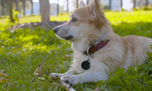 Cara de un perro corgi mordisquea un palo —  Fotos de Stock