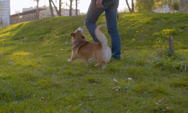 O homem que anda com o cão corgi — Fotografia de Stock
