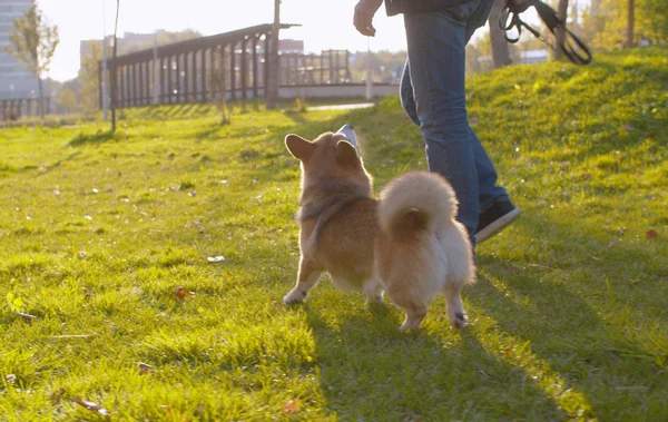 El hombre que camina con el perro corgi — Foto de Stock