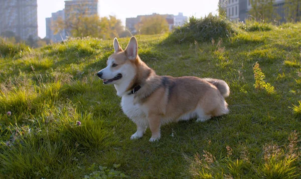Красивая корги собака стоит на газоне — стоковое фото