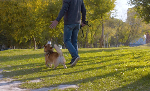 コーギー犬と一緒に歩いている男 — ストック写真