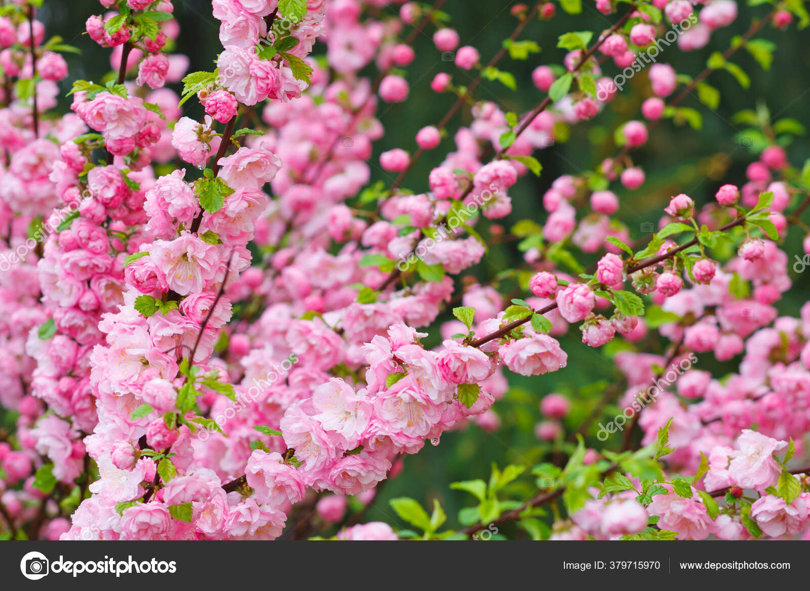 prunus triloba blossoms branch almond beautiful pink flowers