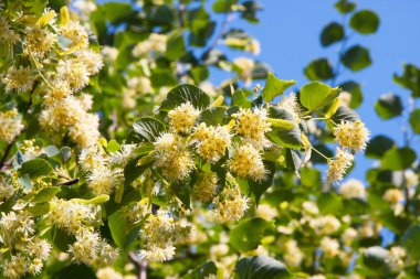 Çiçekli ıhlamur ağacı. Linden çiçeği.
