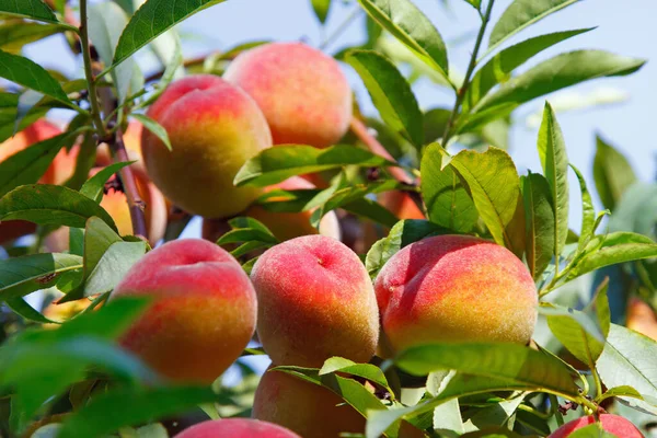 Frutas Maduras Melocotón Dulce Que Crecen Melocotonero — Foto de Stock