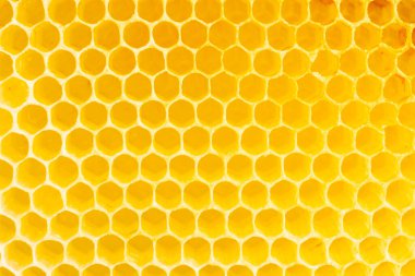 Arı kovanında bal peteği, yakın plan