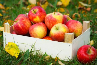 Bahçedeki tahta kutuda olgun elmalar. Sonbahar manzarası