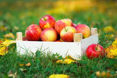 Bahçedeki tahta kutuda olgun elmalar. Sonbahar manzarası