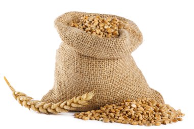 Beyaz zemin üzerinde izole edilmiş küçük çuval içinde buğday taneleri