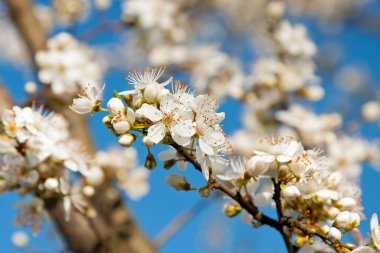 Bahar zamanı, arkaplan olarak mavi gökyüzünde erik ağacı çiçekleri