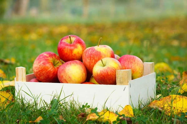 Dojrzałe Jabłka Drewnianym Pudełku Ogrodzie Jesienne Krajobrazy — Zdjęcie stockowe