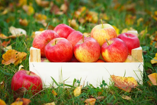 Pommes Mûres Dans Une Boîte Bois Dans Jardin Paysages Automne — Photo