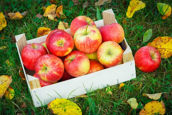 Pommes Mûres Dans Une Boîte Bois Dans Jardin Paysages Automne — Photo