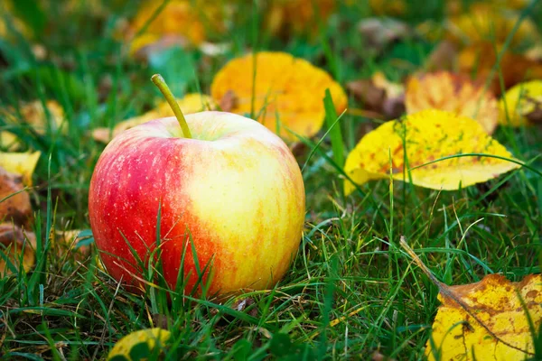 Pomme Mûre Dans Jardin Paysages Automne — Photo