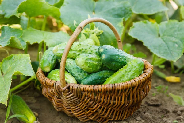 Ripe cucumbers in small basket — Stock Image Ripe Cucumbers Small Basket Stock Photo
