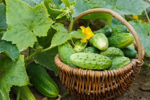 Ripe cucumbers in small basket — Stock Image Ripe Cucumbers Small Basket Stock Image
